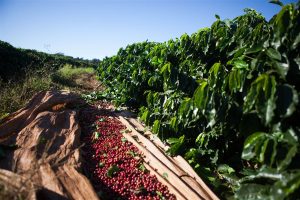 Dia de Campo reúne especialistas para debater avanços na cafeicultura