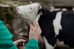 Sucesso da imunização de bovinos está ligado ao correto manejo de vacinação