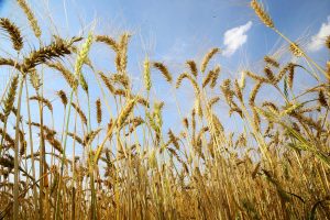 Plantio do trigo atinge 55% da área estimada no RS