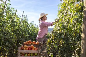 Nova campanha da Cresol divulga soluções para todas as frentes do agronegócio