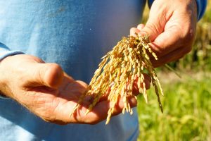 SindArroz-SC celebra qualidade e produtividade do arroz colhido