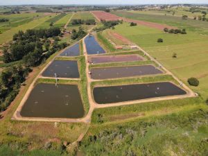 Biotecnologia ajuda na criação de peixes e camarões