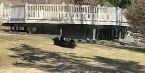 Inusitado: urso é flagrado brincando no quintal de uma casa