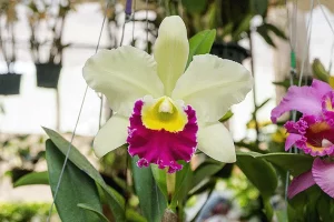 Universidade desenvolve novas variedades de orquídeas