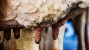 Solução nutricional auxilia na redução da mastite, doença comum nas propriedades leiteiras