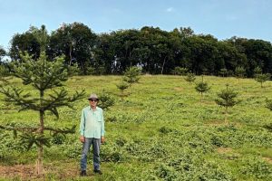 Produtor investe em araucária enxertada que acelera produção de pinhão