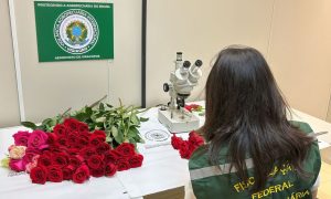Brasil importa 50 toneladas de rosas para o Dia dos Namorados