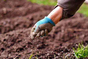 Campanha esclarece dúvidas sobre biofertilizantes