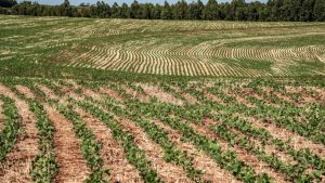 Aumento do custo de produção faz crescer financiamento entre produtores