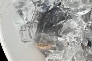 Peixe com “dentes humanos” é fisgado por mergulhador