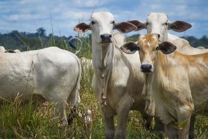 Vacinadores se capacitam para proteger rebanho contra a brucelose 