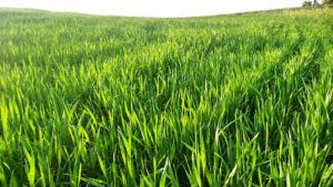 Culturas favoráveis para serem plantadas no inverno