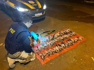 Dezenas de aves silvestres são encontradas mortas durante abordagem no PR