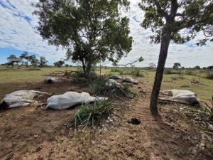 Morte de animais pelo frio: como acontece e por que a carne não pode ser consumida?