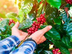 Fertilizante biotecnológico torna cafezal mais saudável e produtivo