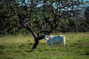 Evento irá discutir sustentabilidade e baixa emissão de carbono na agropecuária