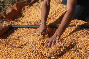 Programa Terra Boa vai distribuir 200 mil sacas de milho