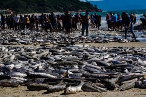 Pesca da tainha é obrigada a ser encerrada no meio da safra