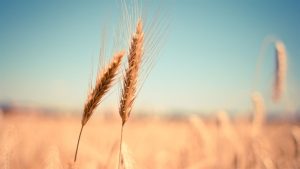 Mudanças climáticas ameaçam as colheitas de trigo nos próximos anos