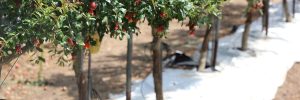 Agropecuária israelense é sucesso em irrigação com inovação e alta tecnologia