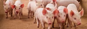 Crise tira pequenos produtores independentes da suinocultura