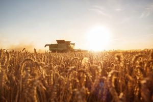 Será que a falta de chuva ajudou ou prejudicou a agricultura paranaense?