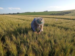 Trigo com manejo biológico é mais saudável para o consumidor e econômico para o agricultor