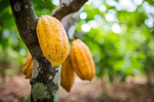 Brasil é reconhecido pela segunda vez como país exportador de cacau com 100% de qualidade