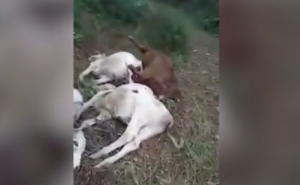 Caminhão carregado com gado tomba e quatro animais morrem