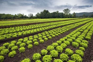 Evento do setor da horticultura irá apresentar 12 novas tecnologias