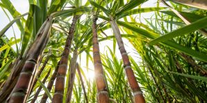 Recuperação do microbioma é alicerce para aumento da eficiência agrícola na cana-de-açúcar