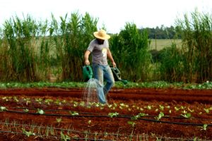 Evento discute temas relacionados à produção orgânica e estratégicas na agroecologia
