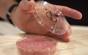 Pesquisadora fala sobre alimentos à base de células