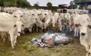 Pecuarista faz fogueira para aquecer gado do frio