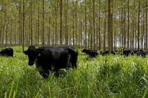 Mudanças climáticas e agriculturas de baixo carbono serão discutidas pela Embrapa: veja como participar