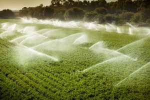 Agricultura Irrigada: como funciona e quais são as vantagens