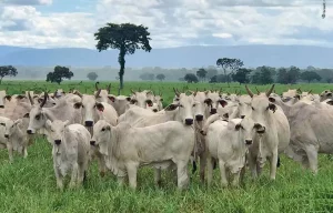 63,8% dos produtores rurais cadastraram seus rebanhos em um mês e meio, aponta Adapar