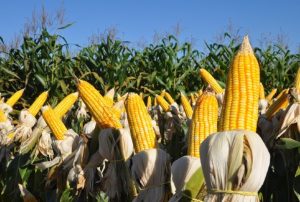 Dia de Campo irá apresentar cultivares de milho, sorgo, forrageiras, girassol e algodão