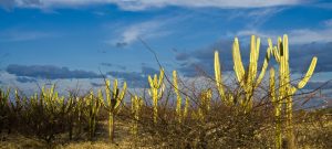 Pesquisa desenvolve cultivar com resiliência ao estresse de temperatura
