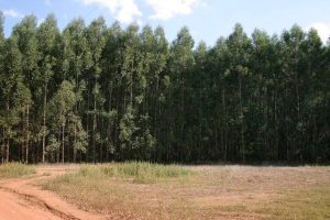 Floresta comercial é alternativa mais barata para marcenaria