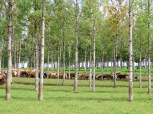 Sucesso do lavoura-pecuária-floresta será mostrado em dia de campo