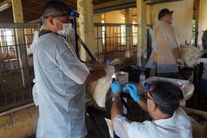 Embrapa apresenta tecnologias para nutrição e reprodução animal