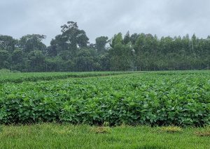 Pesquisa estuda as tendências de chuvas em Mato Grosso nos últimos 34 anos