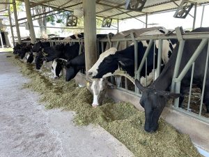 Boas práticas na agropecuária contribuem para reduzir impacto ambiental