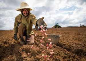 Alho-semente livre de vírus incrementou produtividade em até 150%