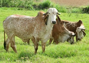 Inventário mede o impacto ambiental da cadeia leiteira brasileira