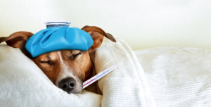 O inverno chegou: Redobre a atenção aos pets com a doença tosse dos canis