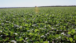 Brasil e Alemanha debatem desafios da agricultura