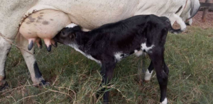Produtores comemoram nascimento de bezerras do projeto de inseminações da cadeia de pecuária de leite
