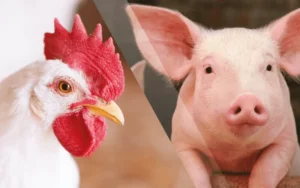 Segundo a ABPA, desabastecimento de aves e suínos no RS é inevitável